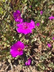Cistanthe grandiflora