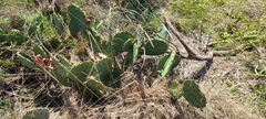 Opuntia lindheimeri