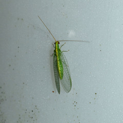 Chrysoperla