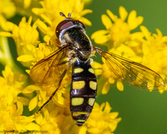 Epistrophella emarginata