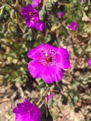 Cistanthe grandiflora