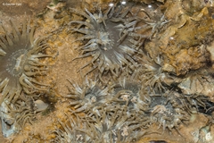 Anthopleura dixoniana image