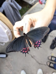 Parides photinus
