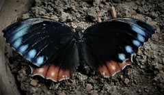 Elymnias hypermnestra