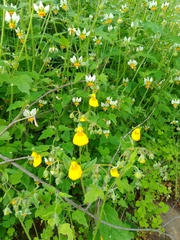 Calceolaria corymbosa