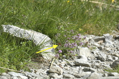 Coenonympha gardetta