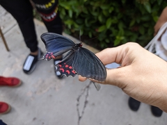 Parides photinus