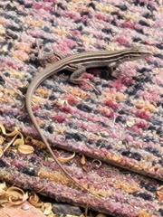 Aspidoscelis neomexicanus