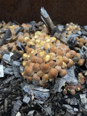 Hypholoma fasciculare