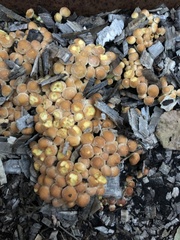 Hypholoma fasciculare