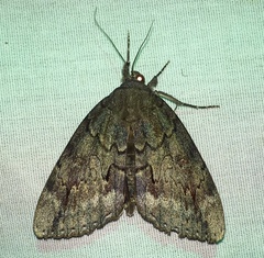 Catocala residua