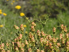 Sarcopoterium spinosum