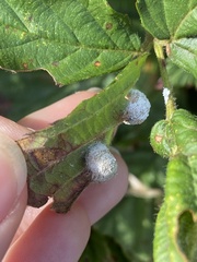 Neolasioptera farinosa