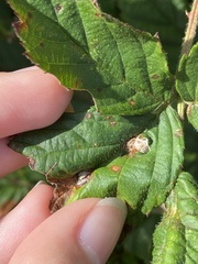 Neolasioptera farinosa