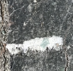 Lecanora thysanophora