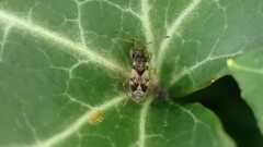 Scolopostethus affinis