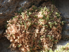 Asperula arcadiensis