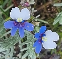 Nemesia affinis