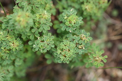 Oxalis confertissima