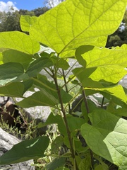 Paulownia tomentosa