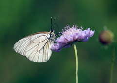 Aporia crataegi
