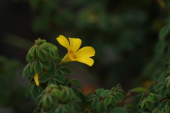 Oxalis confertissima
