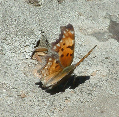 Polygonia gracilis