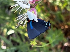 Atlides halesus