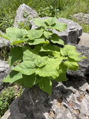 Paulownia tomentosa