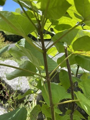 Paulownia tomentosa