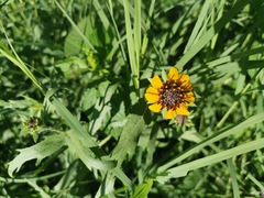 Helianthus laciniatus