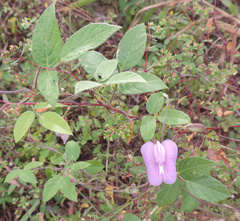 Centrosema virginianum
