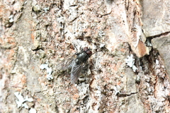 Hydrotaea