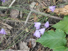 Campanula petiolata