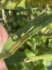 Coleosporium solidaginis