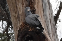 Polyboroides typus
