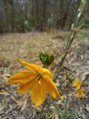 Echeandia flavescens
