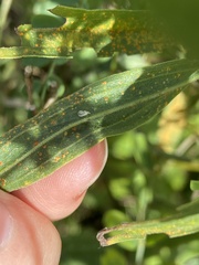 Coleosporium solidaginis