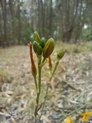 Echeandia flavescens