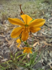 Echeandia flavescens