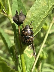 Orsilochides guttata
