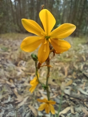 Echeandia flavescens