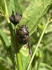 Orsilochides guttata
