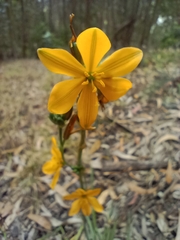 Echeandia flavescens