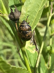 Orsilochides guttata
