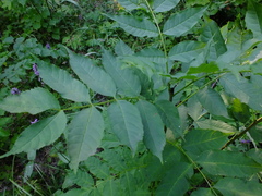 Fraxinus excelsior