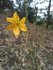 Echeandia flavescens