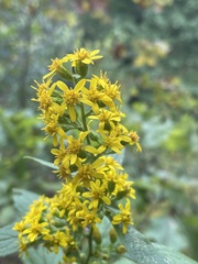 Solidago buckleyi