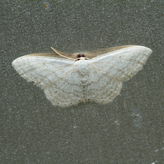 Idaea subsericeata
