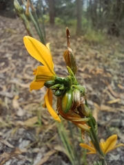 Echeandia flavescens